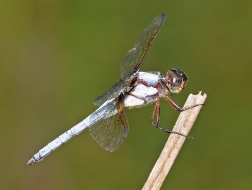 Male
2009_07_08_FL